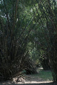 View of trees in forest