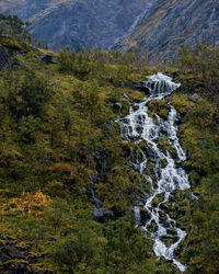 Scenic view of stream in forest