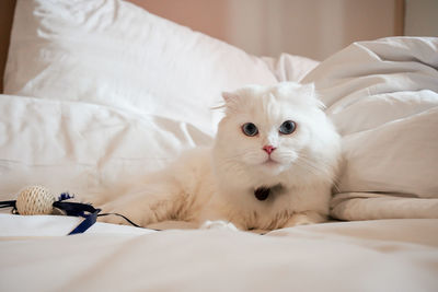 pet