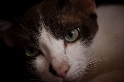 Close-up portrait of cat