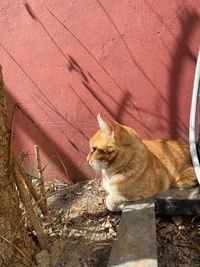 Cat sitting on wall