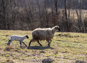 Sheep standing in a field