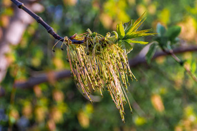 Close-up of insect on plant