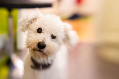 Portrait of white dog