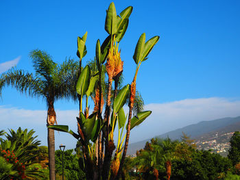 Plants and trees against blue sky