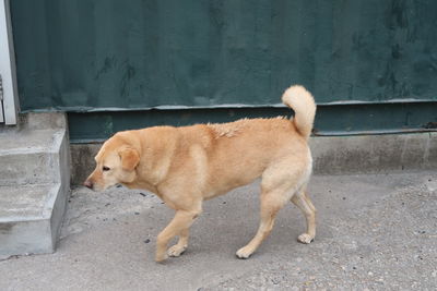 Side view of dog standing outdoors