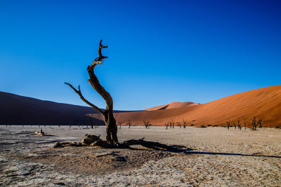 Bare tree on desert against clear blue sky