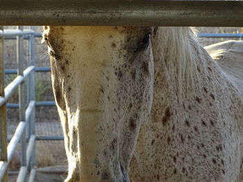 Close-up of horse standing outdoors