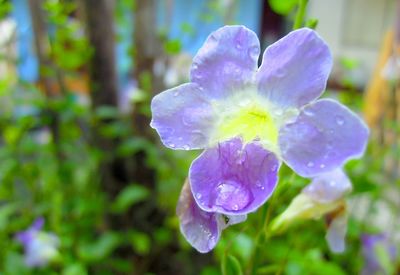 Close-up of wet purple flower