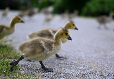 Canadian geese walking in the city