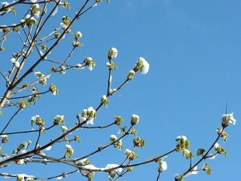 Low angle view of white flowers blooming on tree