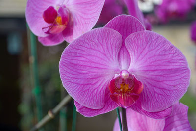 Close-up of pink orchid flower