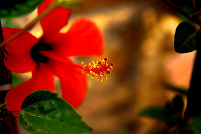 Close-up of red flower blooming outdoors