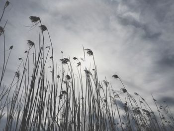 Low angle view of stalks against sky