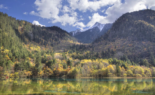 Scenic view of lake by trees in forest against sky