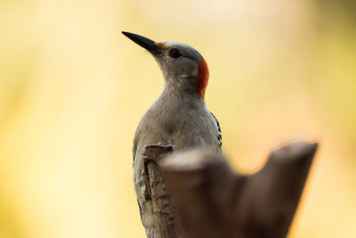 Close-up of bird perching on a branch