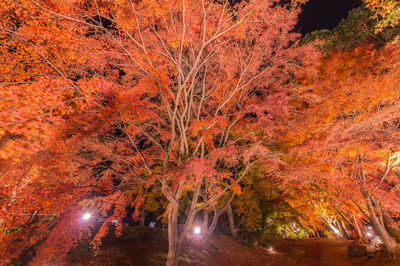 Trees in forest during autumn