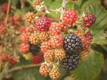 Close-up of berries growing on tree