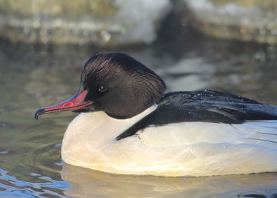 Close-up of duck swimming in lake