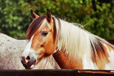 Close-up of horse