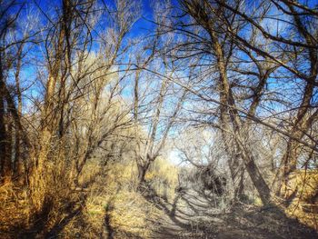 Low angle view of trees against sky