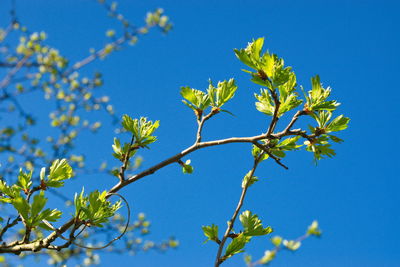 Low angle view of flowering plant against blue sky