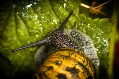 Close-up of snail on wet plant