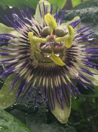 Close-up of purple flowers blooming outdoors