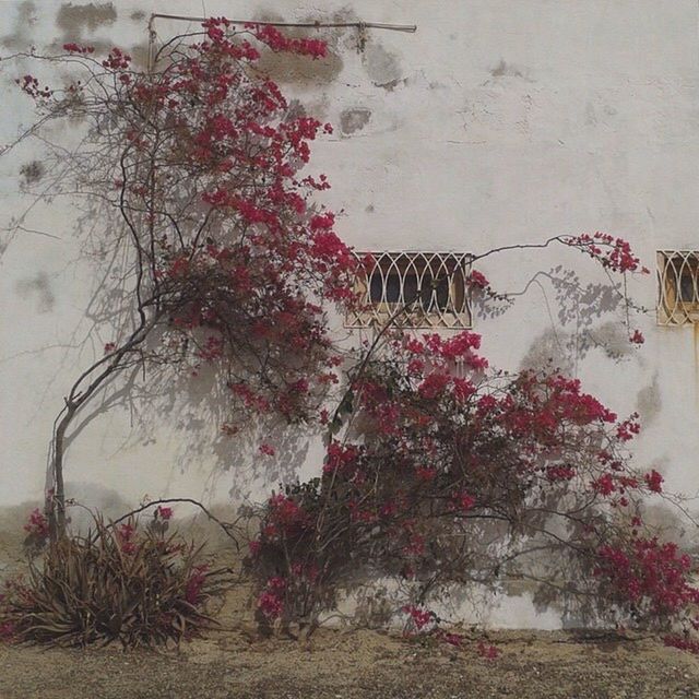 flower, built structure, architecture, wall - building feature, building exterior, plant, wall, pink color, growth, house, potted plant, day, nature, fragility, outdoors, no people, freshness, growing, window, residential structure