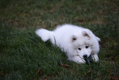 Portrait of white dog lying on grass