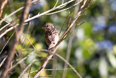 Bird perching on twig