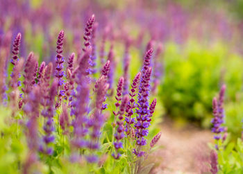 Close-up of lavender flowers on field