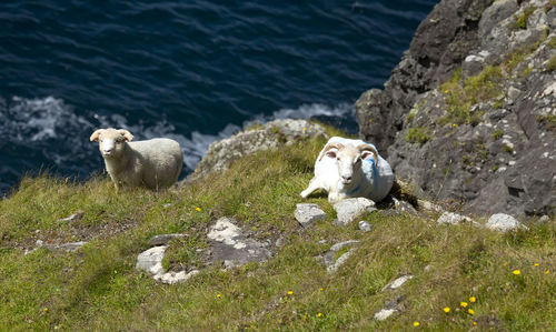 View of sheep on rock