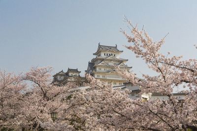 Low angle view of cherry blossom by building against clear sky