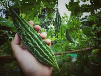 Close-up of hand holding leaf