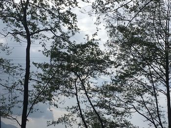 Low angle view of silhouette trees against sky