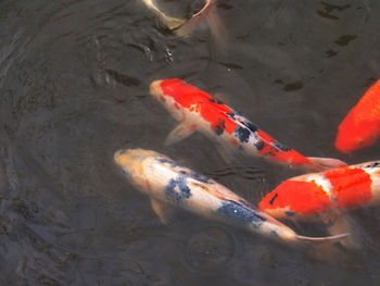 High angle view of koi carps swimming in pond