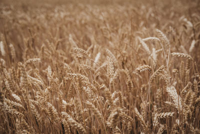 Full frame shot of wheat field