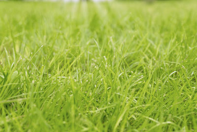 Close-up of grass growing in field