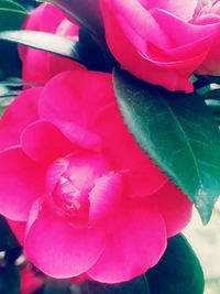 Close-up of pink rose