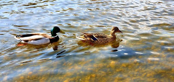 High angle view of ducks in lake