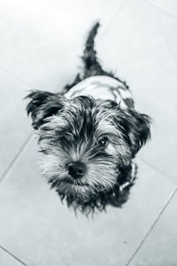 High angle view of dog on floor