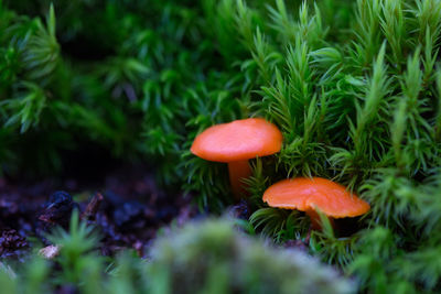 Close-up of mushroom growing on field