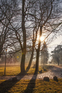 Sunlight streaming through trees on field