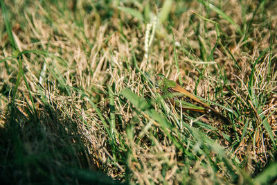 Close-up of grass on field