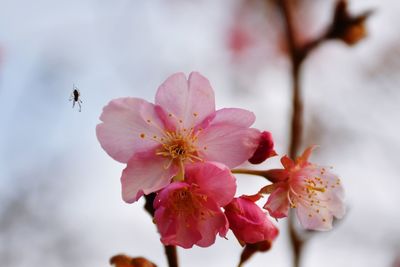 Close-up of insect on pink cherry blossom