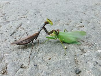 Close-up of grasshopper