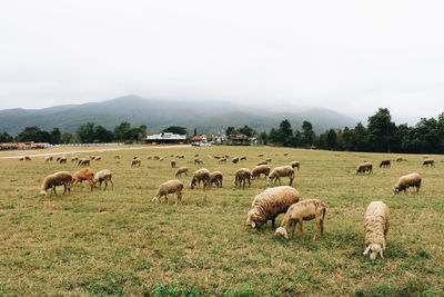 Flock of sheep on field