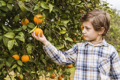 Full length of a boy with fruits on tree