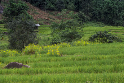 Scenic view of grassy field